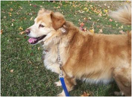 Description: dogwalk