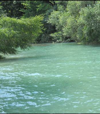 cottage from camera and sunflower 077
