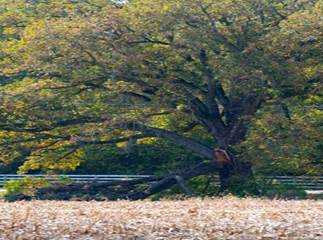 TreeDamageLightning_2