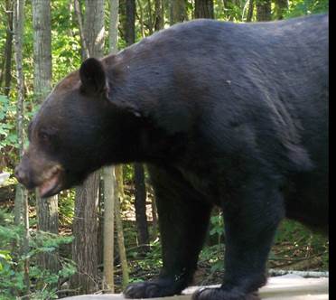 102_2895 copy Joe feeding bear